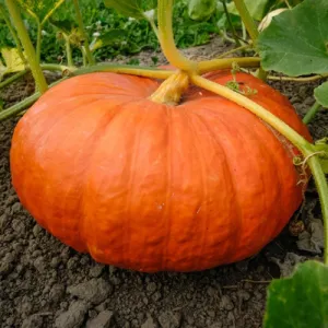 Cinderella Pumpkin Seeds