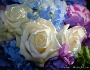 Fresh Flowers - Roses