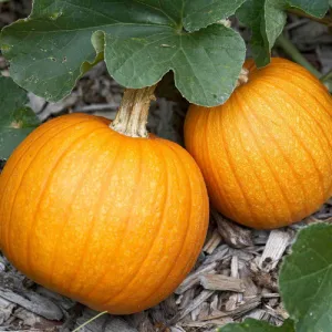 New England Pie Pumpkin Seeds