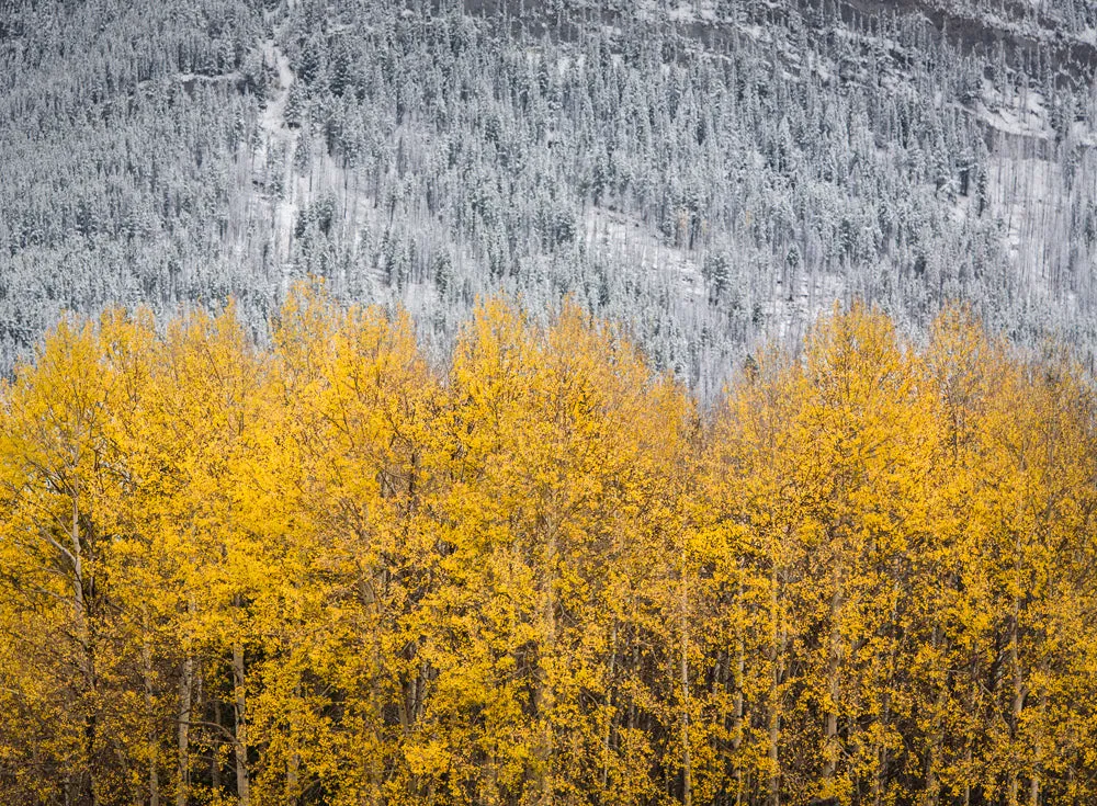 Overlap of Seasons