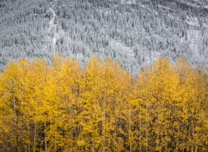 Overlap of Seasons